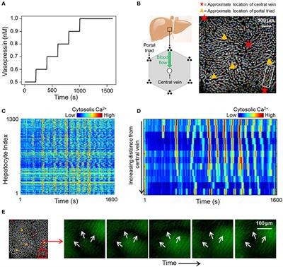 Causality Analysis and Cell Network Modeling of Spatial Calcium Signaling Patterns in Liver Lobules